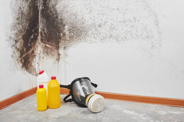 Best Residential Mold Remediation in Waverly, MN