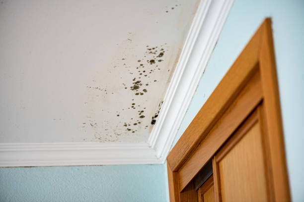 Best Residential Mold Remediation in Waverly, MN