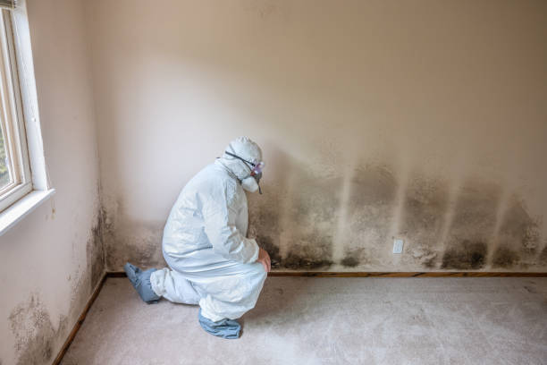 Best Attic Mold Remediation in Waverly, MN