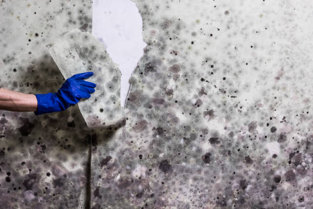 Best Mold Remediation for Specific Building Types in Waverly, MN